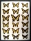 12x16 Frame of Papilio zelicaon, Papilio machaon, & Papilio bairdi.