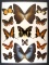 12x16 Frame of Morpho hecuba werneri M&F -rare and expensive, Papilio cacicus - Peru (rare).