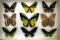 14x21 frame containing 9 beautiful colorful butterflies.