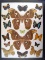 12x16 Frame of Atlas moths surrounded by 15 misc. species.