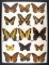 12x16 Frame of North American sp. Monarch, swallowtail, fratillary, sulpher.