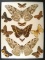 12x16 Frame of S.A. moths: Thysania agrippina, 