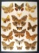 12x16 Frame of North american moths - 16 varieties, 1 tropical.