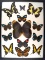 12x16 Frame of Exotic Butterflies 13 specimens from various  countries.