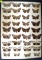 13x18 frame of 36 species of Catocala underwing moths.