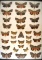 13x18 frame of 32 species of Catocala underwing moths.