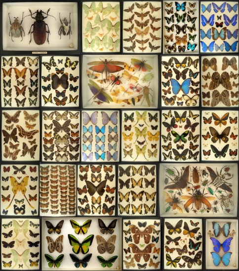 Butterfly & Entomology Auction - Premiere