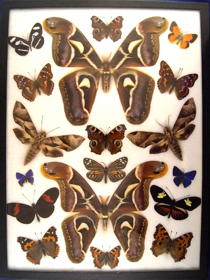 12x16 Frame of Attacus edwardsi pair from India surrounded by 16 misc. species.