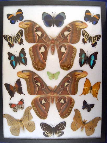 12x16 Frame of Atlas moths surrounded by 15 misc. species.