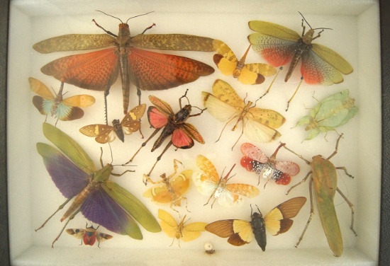 12x16 frame of huge grasshoppers and flying leaf insects, huge katydid.