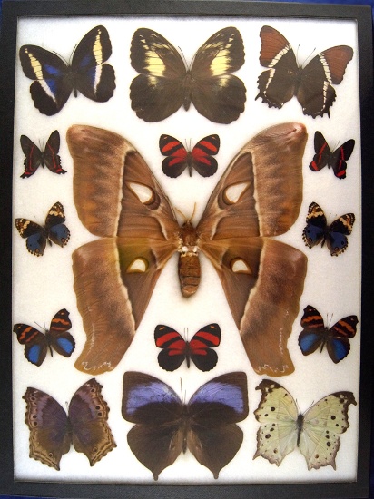 12x16 Frame of Coscinocera hercules F surrounded by 14 colorful tropical butterflies.