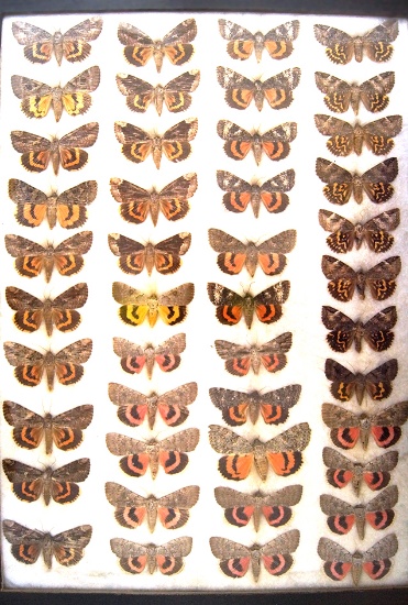 13x18 frame of 44 species of Catocala underwing moths.