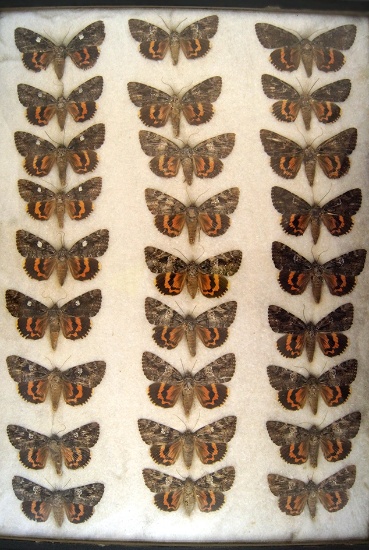 13x18 frame of 27 species of Catocala underwing moths.