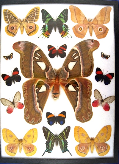 12x16 Frame of Attacus caesae, the largest atlas moth known.  African satunids, Urania.