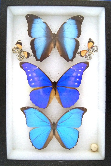 8x12 frame of 3 blue Morphos, deidamia, helena, and nestira.