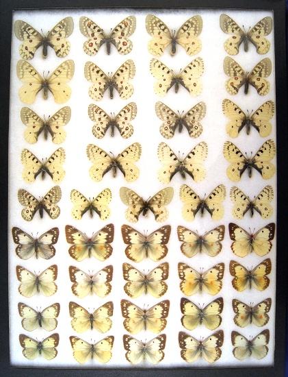 12x16 Frame of Parnassius & Pieridae species - white forms.  Scarce and expensive.