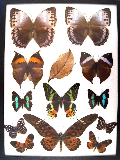 12x16 Frame of Papilio antimachus, leaf butterfly, and other exotic specimens.