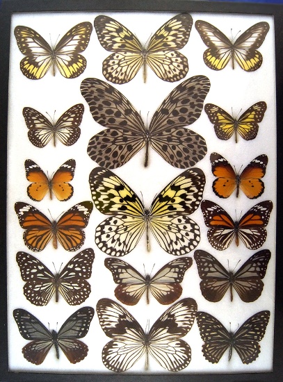 12x16 Frame of Danaidae: idea species, plus others in the same family as the Monarch.