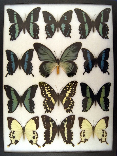 12x16 Frame of Papilio zalmoxis, African papilios: bromius, delalandii.  Found in Madagascar.