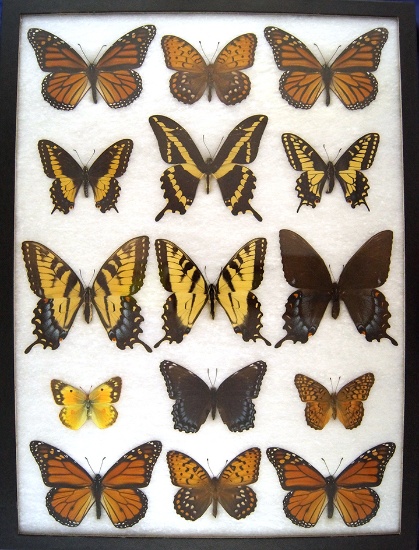 12x16 Frame of North American sp. Monarch, swallowtail, fratillary, sulpher.