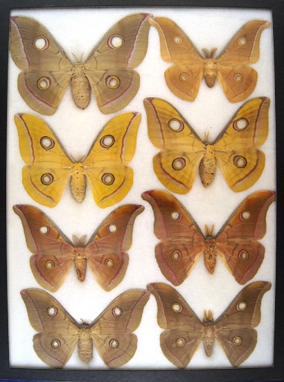 12x16 Frame of Bombyx more specimens from India 1940's - Indians made silk from cocoons 1920.