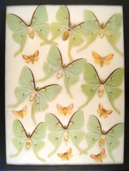 12x16 Frame of 9 A. Luna females and 7 Rosy Maple moths.