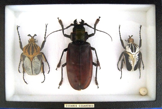 8x12 frame of Largest beetles: Titanus giganteus and 2 Goliath sp.