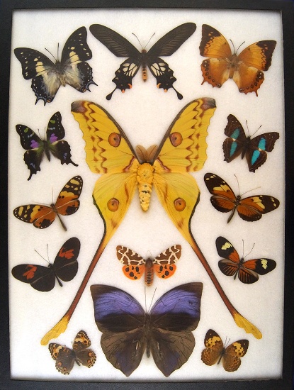 12x16 Frame of Argema mittrei and 13 exotic species.