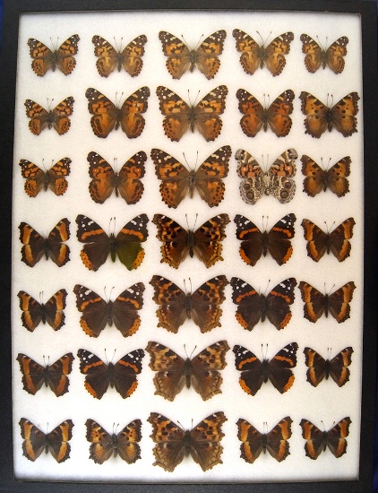 12x16 Frame of Tortishells, Red Admirals, and misc. USA from 1930's.