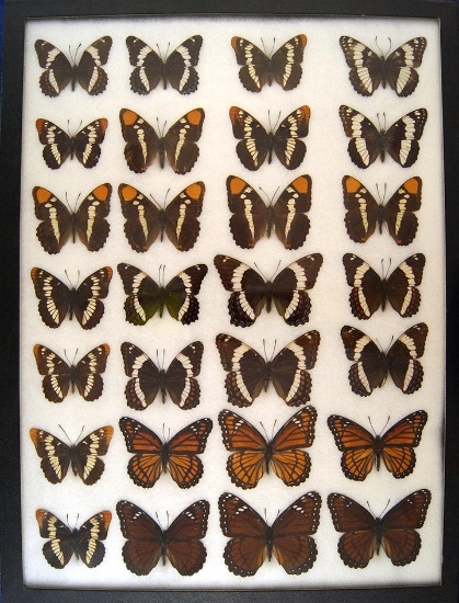 12x16 Frame of White admirals, California sister, & Viceroy & Vice-erine hard to obtain today from 1