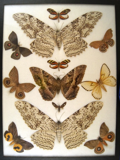 12x16 Frame of S.A. moths: Thysania agrippina, "The Black Witch", and Automeris sp.