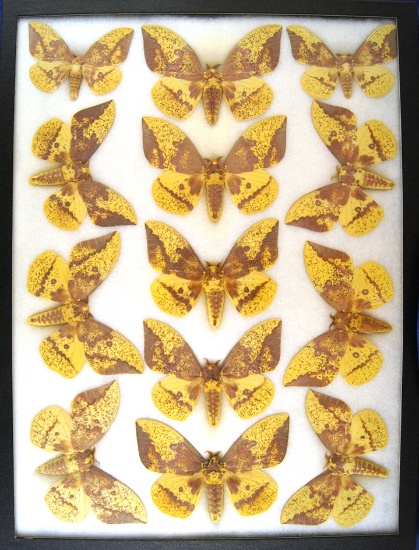 12x16 Frame of Eacles imperialis - 13 male specimens from the 1960's.