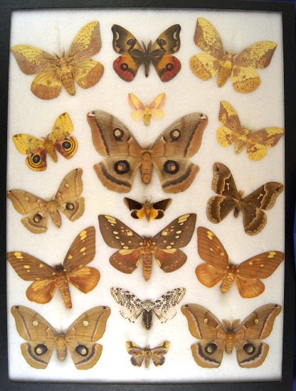 12x16 Frame of North american moths - 16 varieties, 1 tropical.