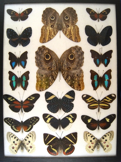 12x16 Frame of Owl specimens and 2 Parnassius apollo, Heliconidae.