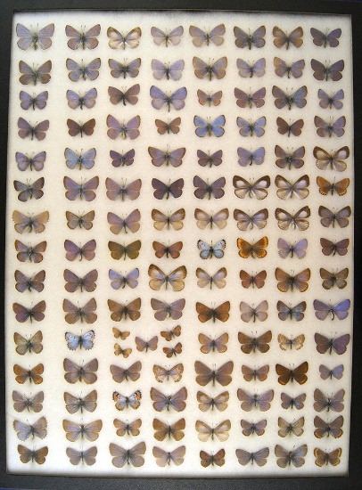 12x16 Frame of Lycaenidae, 123 of "the blues" from the USA.