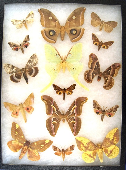 12x16 Frame of 15 North American: Polyphemus, luna, ailanthus, regal and imperial moths.