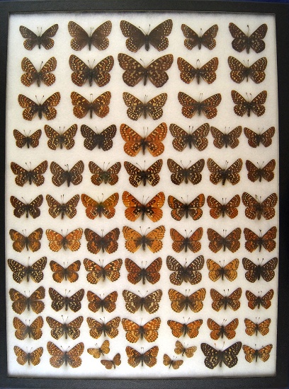 12x16 Frame of Nymphalidae - the checkespots, 73 specimens 1930's & 40's.