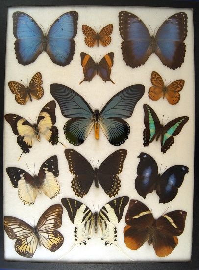 12x16 Frame of Papilio zalmoxis - Africa, 2 blue Morphos and misc tropical species.