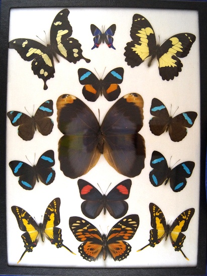 12x16 Frame of Exotic Butterflies 13 specimens from various  countries.