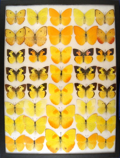 12x16 Frame of Pieridae (large sulphers), and Dog Face (12 expamples).