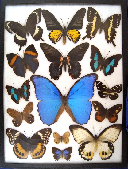 12x16 Frame of a dozen showy and important tropical species, large blue Morpho.