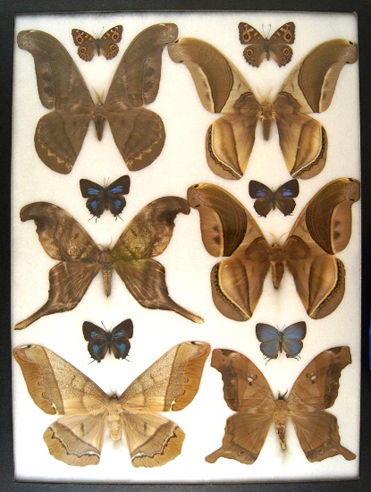 12x16 Frame of 6 scarce South American species from the 1930's, rarely offered today.
