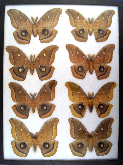 12x16 Frame of Telea polyphemus males from the 1930's.