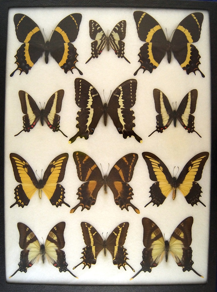 12x16 Frame of Papilio garamas, Papilio machaonides, P. Andraemon bonhotei  - Cuba. | Art, Antiques & Collectibles Artifacts & Archaeology Entomology  Collections | Online Auctions | Proxibid