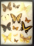 12x16 Frame of 12 North American misc. species, A. luna, C. angulifera, P. glaucus.