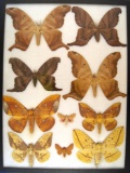 12x16 Frame of Arsenura species, and Eacles species, all from Brazil.