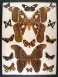 12x16 Frame of Huge Atlas moths and 13 unique tropical species.