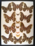 12x16 Frame of Cecropia x columbia hybrids, cecropia x rubra hybrids, -rare/expensive.