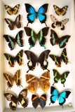 14x21 frame containing an outstanding collection of 17 prominent first class butterflies of the worl