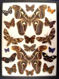 12x16 Frame of Attacus edwardsi pair from India surrounded by 16 misc. species.